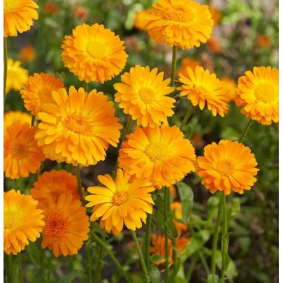 Nechtík lekársky Orange Prinzess - Calendula officinalis - semená - 50 ks