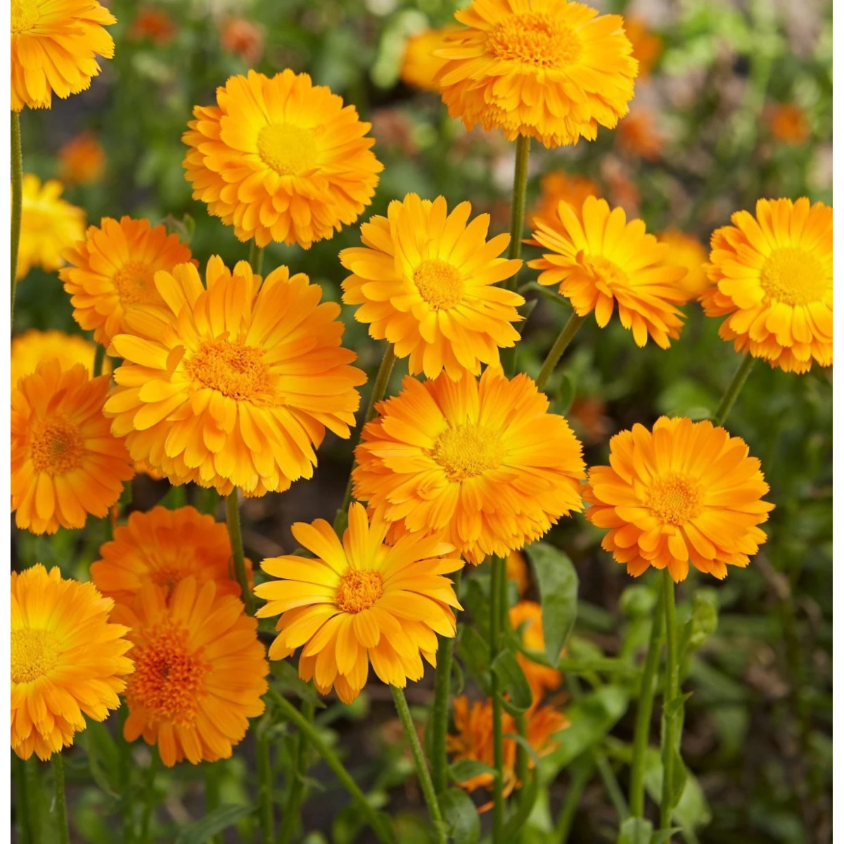 Nechtík lekársky Orange Prinzess - Calendula officinalis - semená - 50 ks