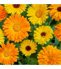 Nechtík lekársky Fiesta Gitana - Calendula officinalis - semená - 50 ks