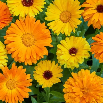 Nechtík lekársky Fiesta Gitana - Calendula officinalis - semená - 50 ks