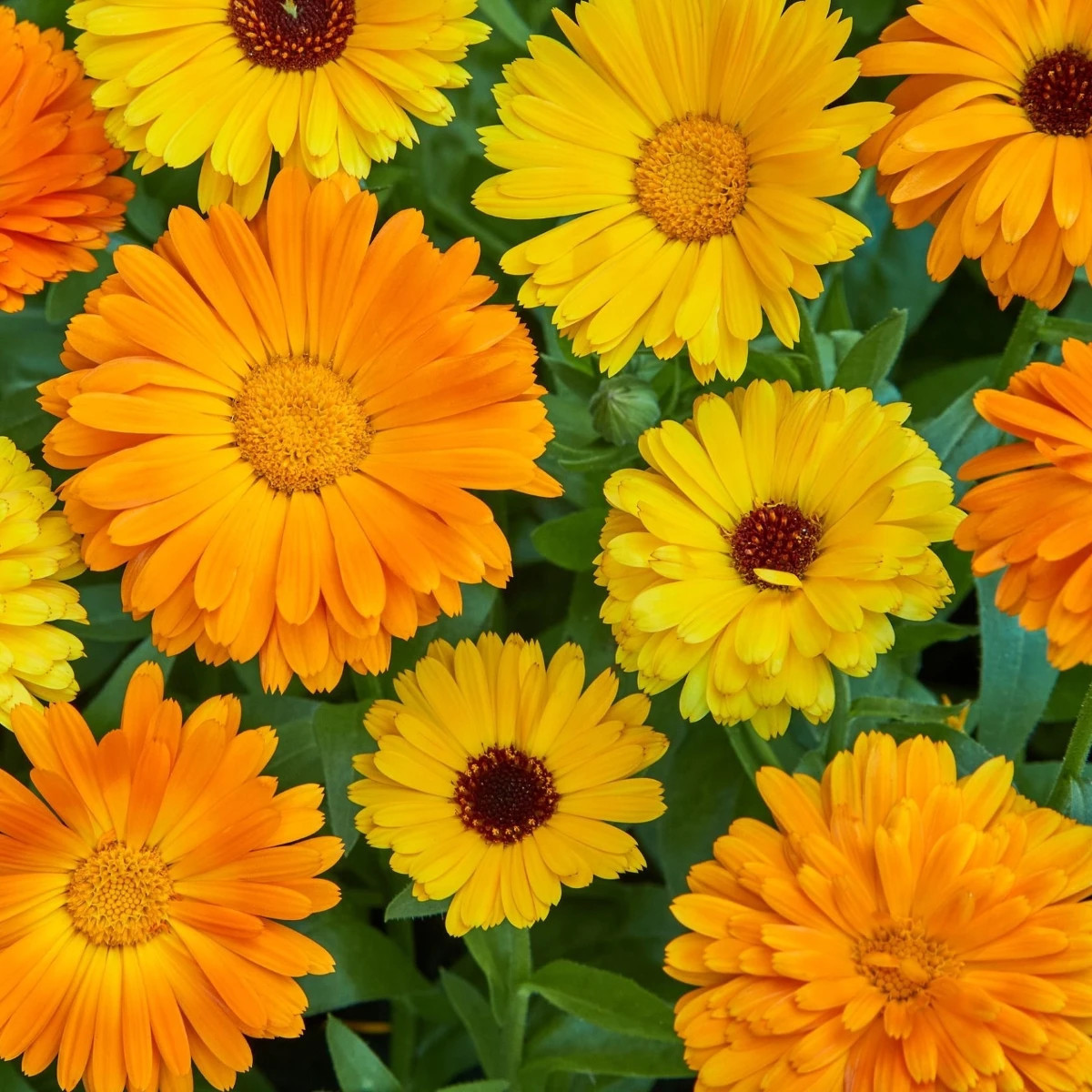 Nechtík lekársky Fiesta Gitana - Calendula officinalis - semená - 50 ks