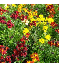 Cheirant voňavý zmes farieb - Erysimum cheiri - semená - 30 ks