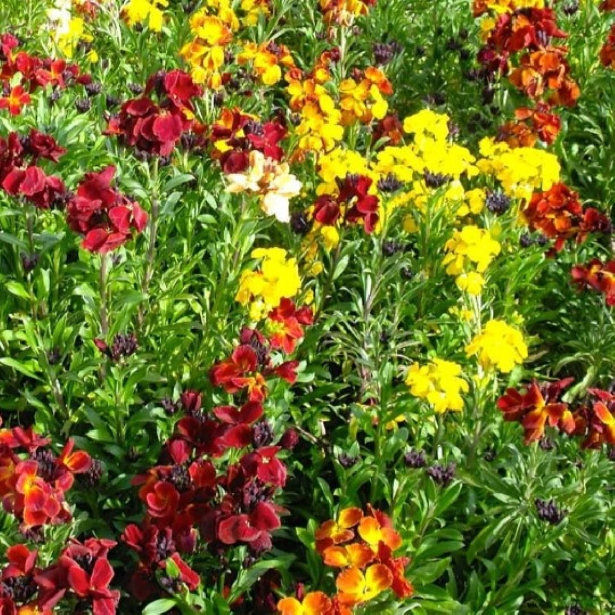 Cheirant voňavý zmes farieb - Erysimum cheiri - semená - 30 ks