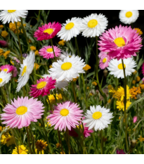 Slamienka plnokvetá zmes - Acroclinium roseum - semená - 0,06 g