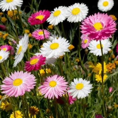 Slamienka plnokvetá zmes - Acroclinium roseum - semená - 0,06 g