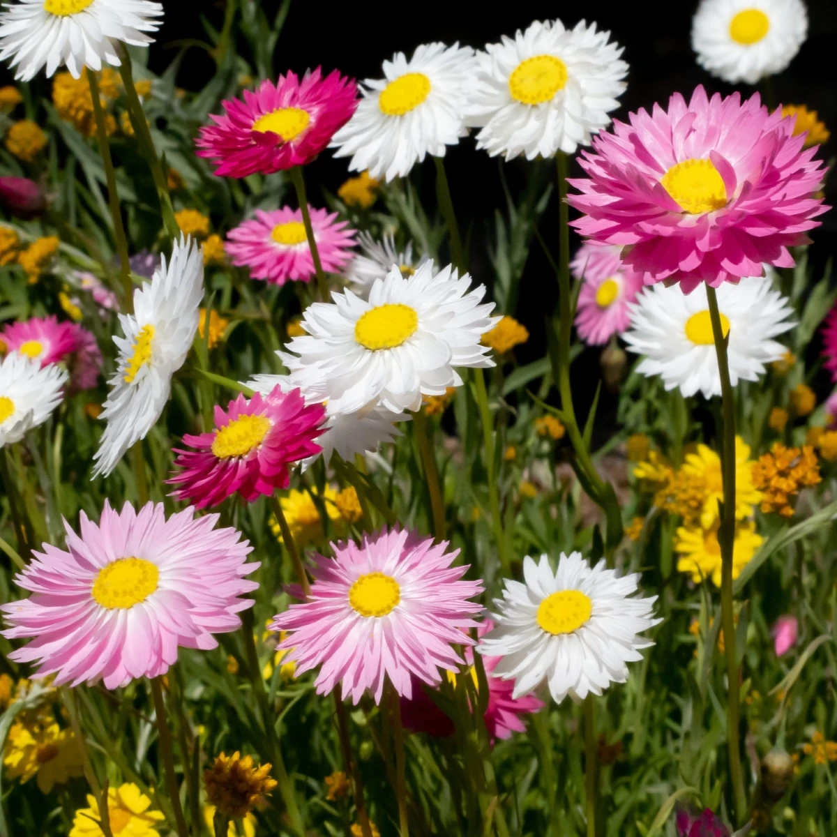 Slamienka plnokvetá zmes - Acroclinium roseum - semená - 0,06 g