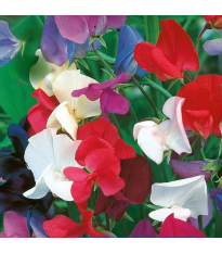 Hrachor kráľovský zmes - Lathyrus odoratus - semená - 20 ks