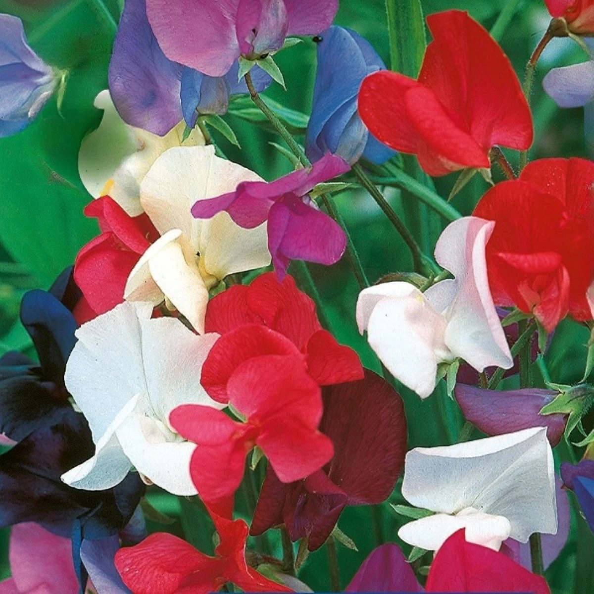 Hrachor kráľovský zmes - Lathyrus odoratus - semená - 20 ks