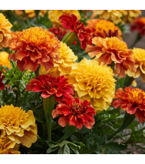 Aksamietnica rozkladitá Strawberry Blonde - Tagetes patula - semená - 0,3 g