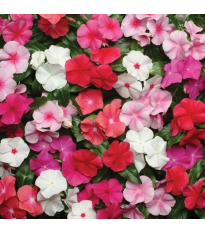 Katarant Pacifica XP Mix - Catharanthus roseus - semená zimozeleň - 30 ks