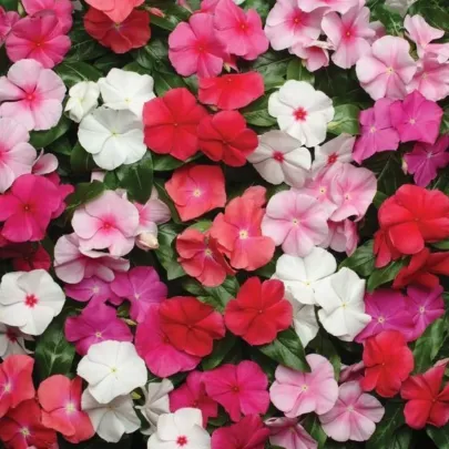 Katarant Pacifica XP Mix - Catharanthus roseus - semená zimozeleň - 30 ks