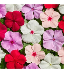 Katarant Volcano Mix F1 - Catharanthus roseus - semená zimozeleň - 30 ks