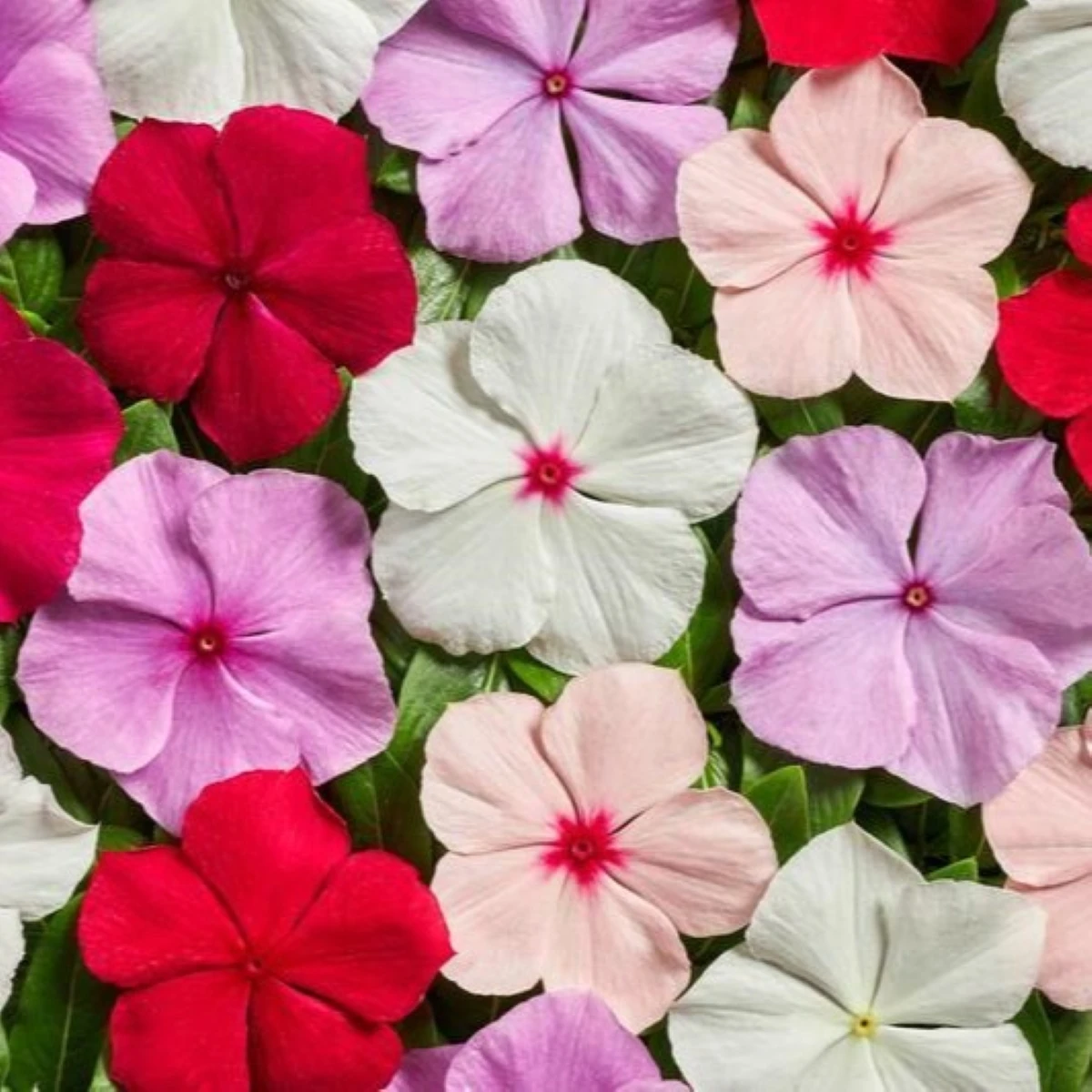 Katarant Volcano Mix F1 - Catharanthus roseus - semená zimozeleň - 30 ks