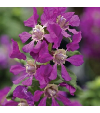 Kufea ohnivá Violet - japonská myrta - Cuphea Ilavea - semená - 15 ks