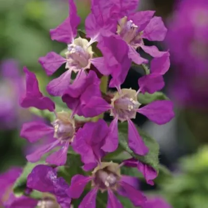 Kufea ohnivá Violet - japonská myrta - Cuphea Ilavea - semená - 15 ks