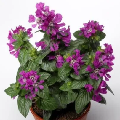 Kufea ohnivá Violet - japonská myrta - Cuphea Ilavea - semená - 15 ks