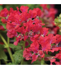 Kufea ohnivá Rose - japonská myrta - Cuphea Ilavea - semená - 15 ks