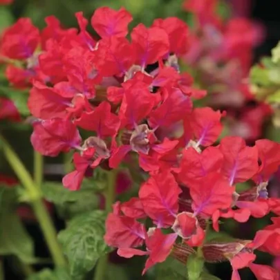 Kufea ohnivá Rose - japonská myrta - Cuphea Ilavea - semená - 15 ks