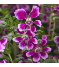 Kufea ohnivá Lavender Bicolor - japonská myrta - Cuphea Ilavea - semená - 15 ks