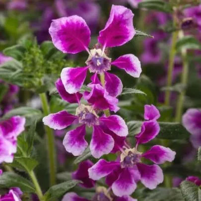 Kufea ohnivá Lavender Bicolor - japonská myrta - Cuphea Ilavea - semená - 15 ks