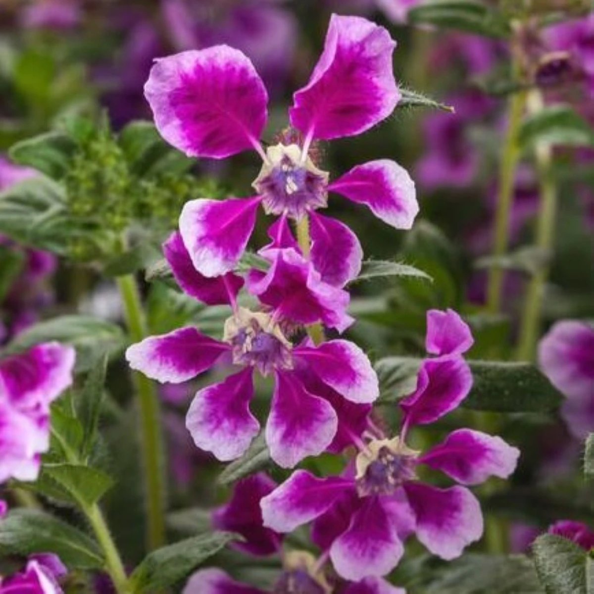Kufea ohnivá Lavender Bicolor - japonská myrta - Cuphea Ilavea - semená - 15 ks