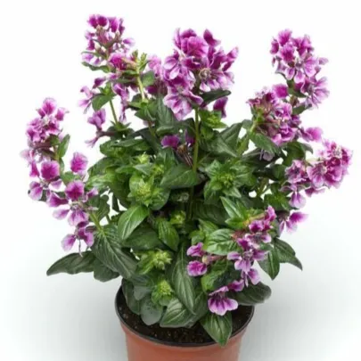 Kufea ohnivá Lavender Bicolor - japonská myrta - Cuphea Ilavea - semená - 15 ks