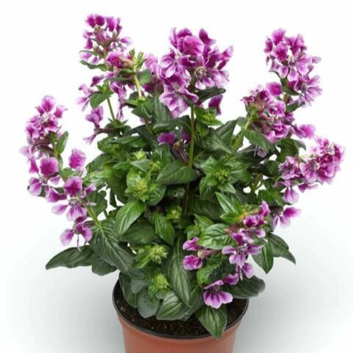 Kufea ohnivá Lavender Bicolor - japonská myrta - Cuphea Ilavea - semená - 15 ks