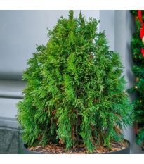 Tuja Zerav orientálna Compakta - Platycladus orientalis - semená - 18 ks