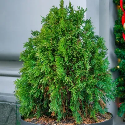 Tuja Zerav orientálna Compakta - Platycladus orientalis - semená - 18 ks