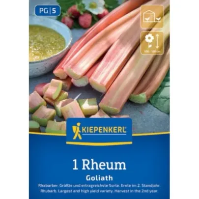 Rebarbora Goliath - Rheum rhabarbarum - prostokorenné sadenice ​​- 1 ks