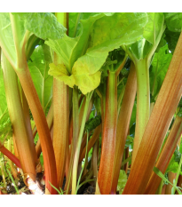 Rebarbora Timperley Early - Rheum rhabarbarum - voľnokorenené sadenice - 1 ks