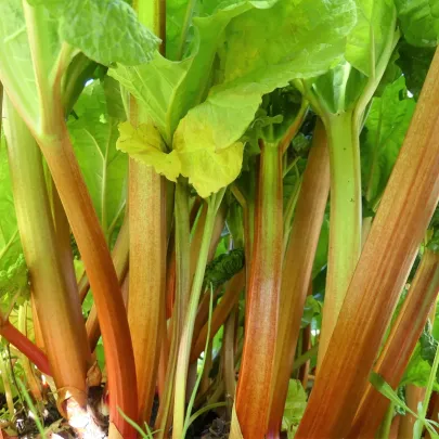 Rebarbora Timperley Early - Rheum rhabarbarum - voľnokorenené sadenice - 1 ks