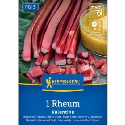 Rebarbora Valentine - Rheum rhabarbarum - voľnokorenné sadenice ​​- 1 ks