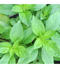 BIO Bazalka stredne veľké listy - Ocimum basilicum - bio semená - 100 ks