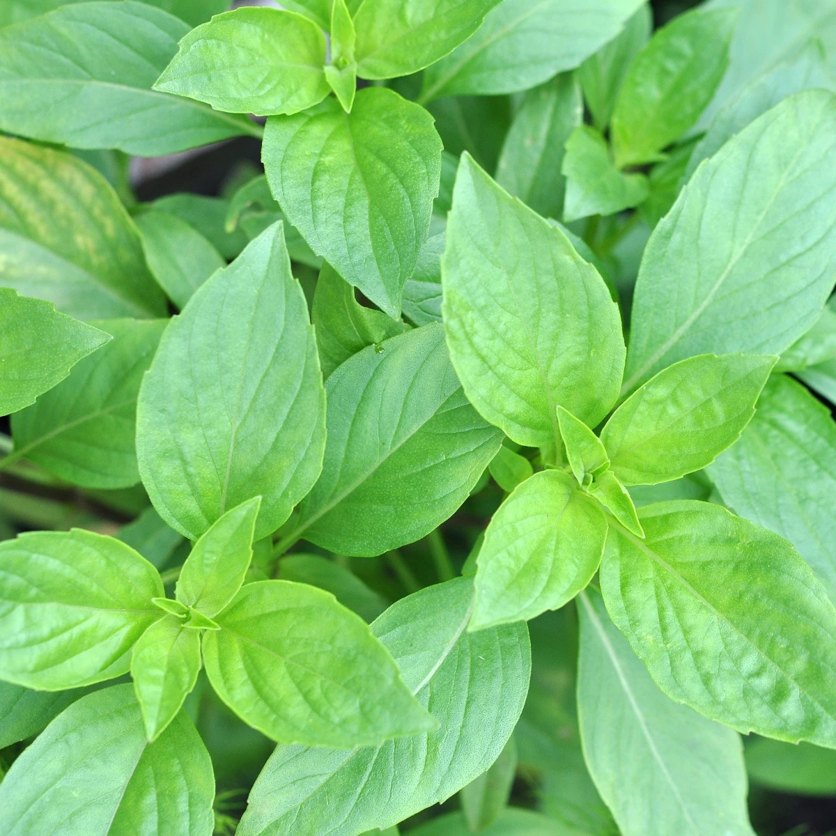 BIO Bazalka stredne veľké listy - Ocimum basilicum - bio semená - 100 ks