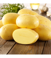 BIO sadbové zemiaky Agria - Solanum tuberosum - bio zemiaky - 10 ks