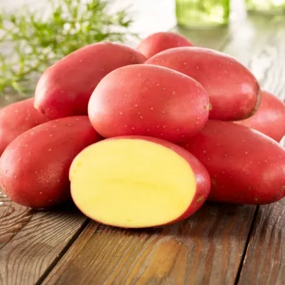 Sadbové zemiaky Laura - Solanum tuberosum - 10 ks