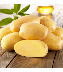 Sadbové zemiaky Sieglinde - Solanum tuberosum - 10 ks