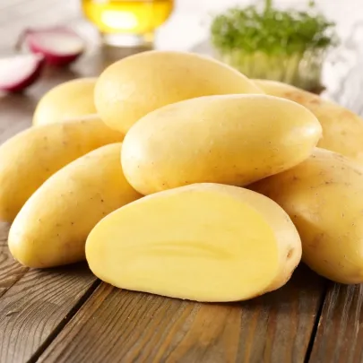Sadbové zemiaky Cilena - Solanum tuberosum - 10 ks