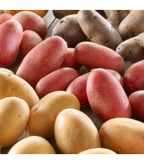 Sadbové zemiaky - 4 druhy - Solanum tuberosum - 12 ks