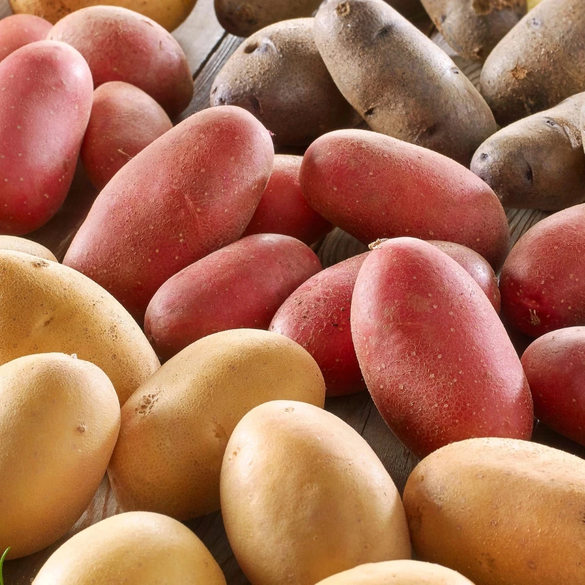 Sadbové zemiaky - 4 druhy - Solanum tuberosum - 12 ks