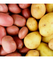 Sadbové zemiaky grilovacie - 4 druhy - Solanum tuberosum - 12 ks