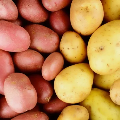 Sadbové zemiaky grilovacie - 4 druhy - Solanum tuberosum - 12 ks