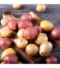 BIO sadbové zemiaky - 4 druhy - Solanum tuberosum - 12 ks