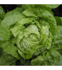 Šalát hlávkový Smaragd - Lactuca sativa - 400 ks