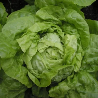 Šalát hlávkový Smaragd - Lactuca sativa - 400 ks