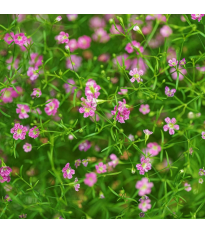 Gypsomilka murárska Garden Bride - Gypsophila muralis - 150 ks