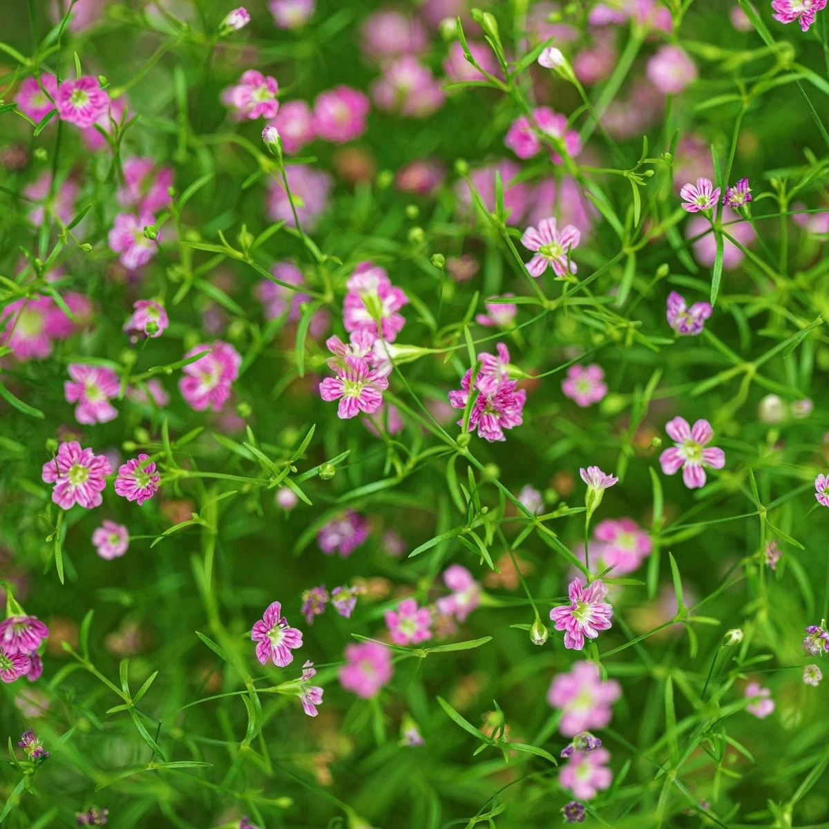 Gypsomilka murárska Garden Bride - Gypsophila muralis - 150 ks