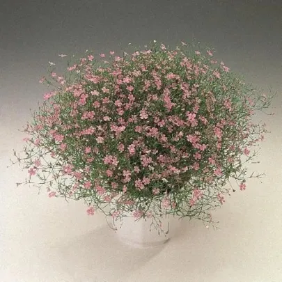 Gypsomilka murárska Garden Bride - Gypsophila muralis - 150 ks