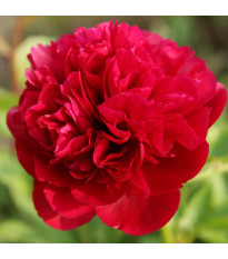 Pivónia Red Sarah Bernhardt - Paeonia lactiflora - cibuľoviny - 1 ks